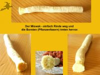 Miswak, die Naturzahnbrste natural, ca.20cm